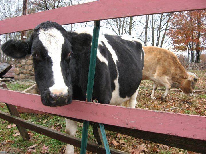 Friend of the Farm