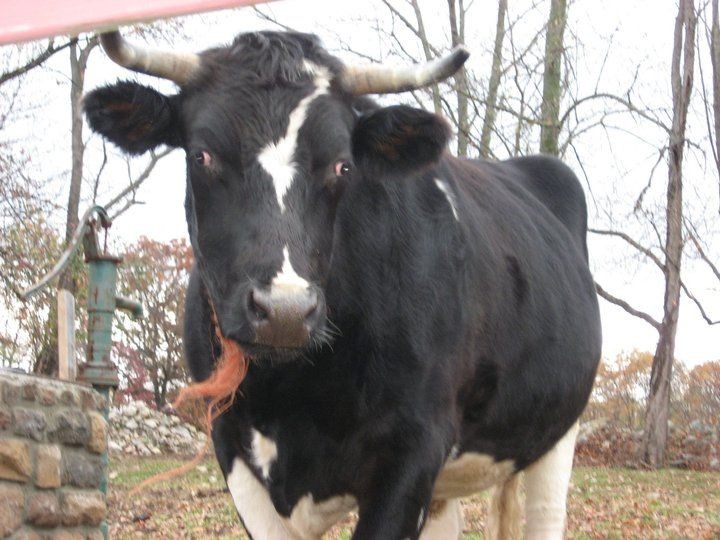 Protector of the Herd