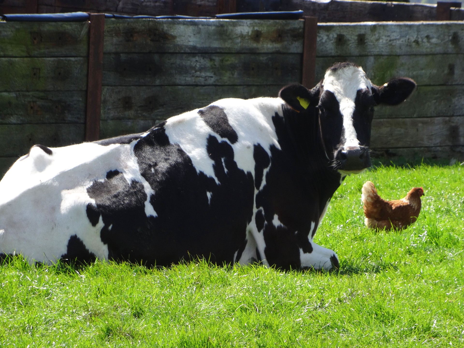 Image of farmyard scene, Friesian-Holstein cow lying down with chicken