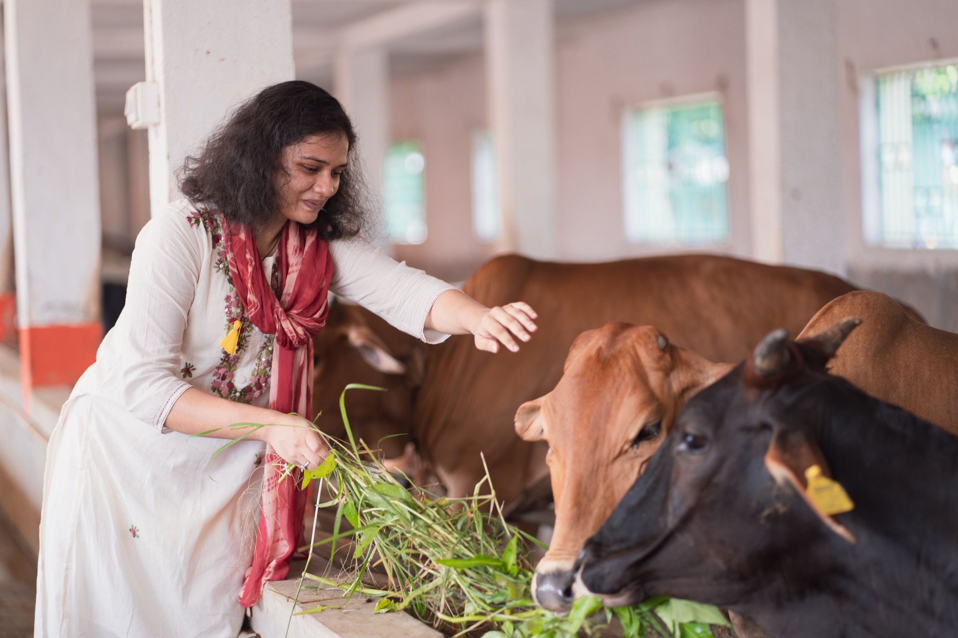Indian Woman Feeding Cows at Goshala with Love and Care